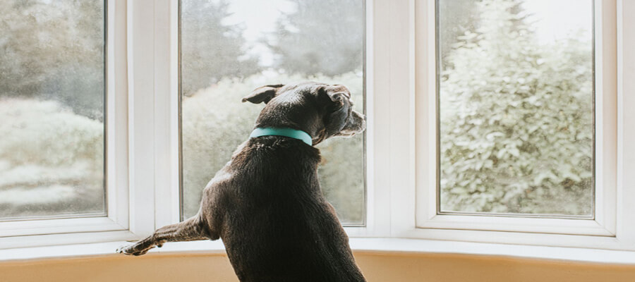 How to Recognize Signs of Anxiety and Depression in Dogs